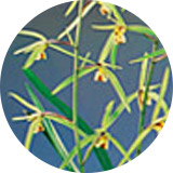 한란(Cymbidium kanaran)