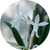 풍란(Neofinetia falcata)