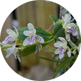 나도풍란(Aerides japoni)