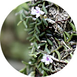 지네발란(Sarcanthus scolopendrifolius)