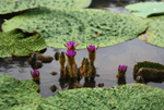 가시연꽃 : Euryale ferox