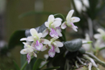 나도풍란 : Aerides japonicum