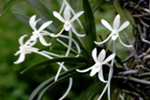 풍란 : Neofinetia falcata