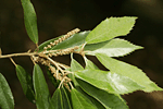 개가시나무 : Quercus gilva