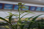죽백란 : Cymbidium lancifolium