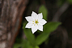 기생꽃 : Trientalis europaea var. arctica