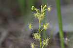 끈끈이 귀개 : Drosera peltata var. nipponica