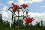 날개하늘나리	: Lilium dauricum