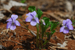 넓은잎제비꽃	:	Viola mirabilis
