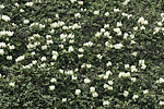 노랑만병초 : Rhododendron aureum