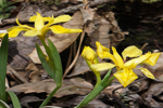 노랑붓꽃 : Iriskoreana