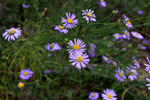 단양쑥부쟁이: Aster altaicus var. uchiyamae