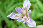 대청부채 : Iris dichotoma
