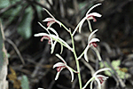 대흥란 : Cymbidium macrorrhizum