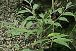 무주나무 : Lasiantbus japonicus