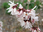 미선나무 : Beliophyllum distichum