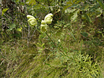 백부자 : Aconitum koreanum