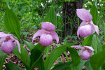 복주머니란 : Cypripedium macranthum