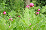 산작약 : Paeonia obovata