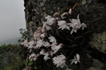 석곡 : Dendrobium monile