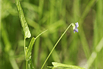 선제비꽃 : Viola raddeana
