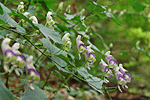 세뿔투구꽃 : Aconitum austrokoreense