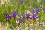 솔붓꽃 : Irisruthenica