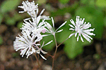 연잎꿩의다리 : Thalictrum coreanum