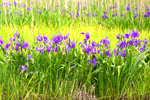 제비붓꽃 : Iris laevigata