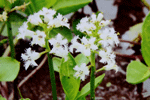 조름나물 : Menyanthes trifoliata