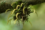 차걸이란 : Oberonia japonica