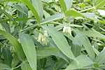 층층둥글레 : Polygonatum stenophyllum
