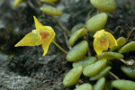 콩짜게란 : Bulbohyllum drymoglossum