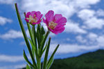 큰바늘꽃 : Epilobium hirsutum