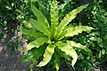 파초일엽 : Asplenium antiquum