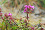 한라송이풀 : Pedicularisverticillata