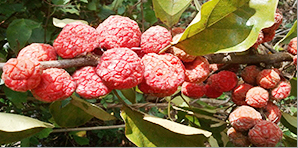 Native Mulberry