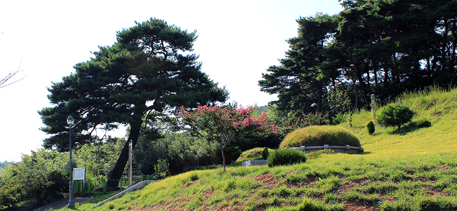 단심송(일강 김철 선생의 부인 김해김씨가 순절한 나무)