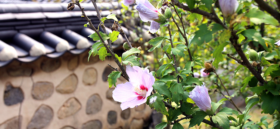 김철 선생 기념관 내에 심어진 무궁화