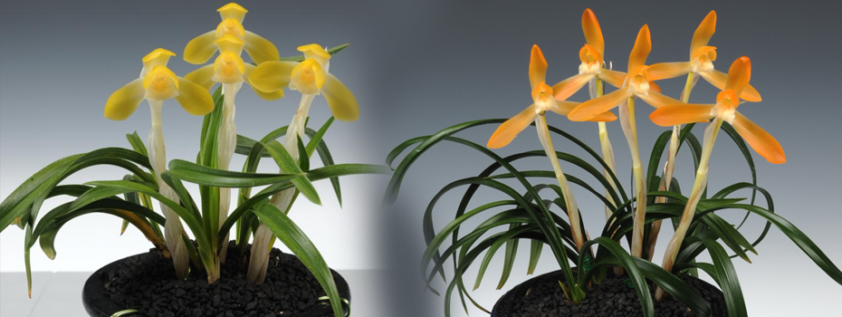 大韩民国兰花名品展