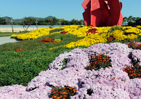 Hampyeong Grand Chrysanthemum Festival
