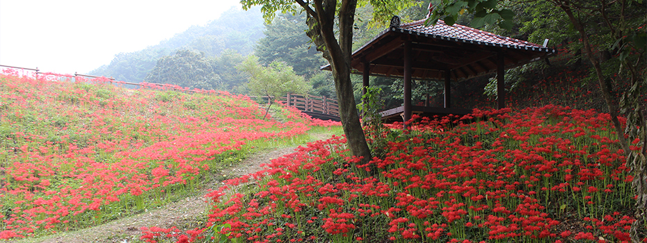Red Spider Lily Park of Yongcheonsa Temple