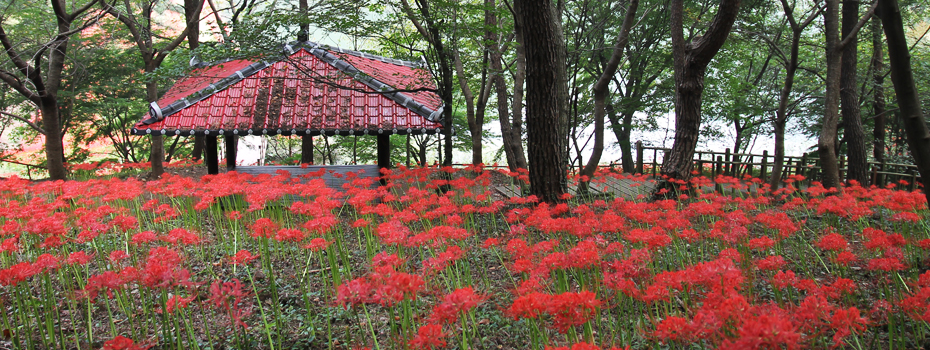 Red Spider Lily Grand Festival