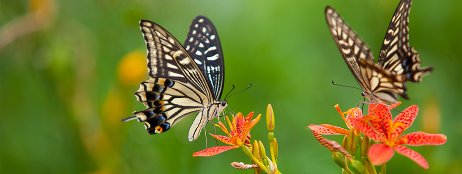Hampyeong Butterfly Festival