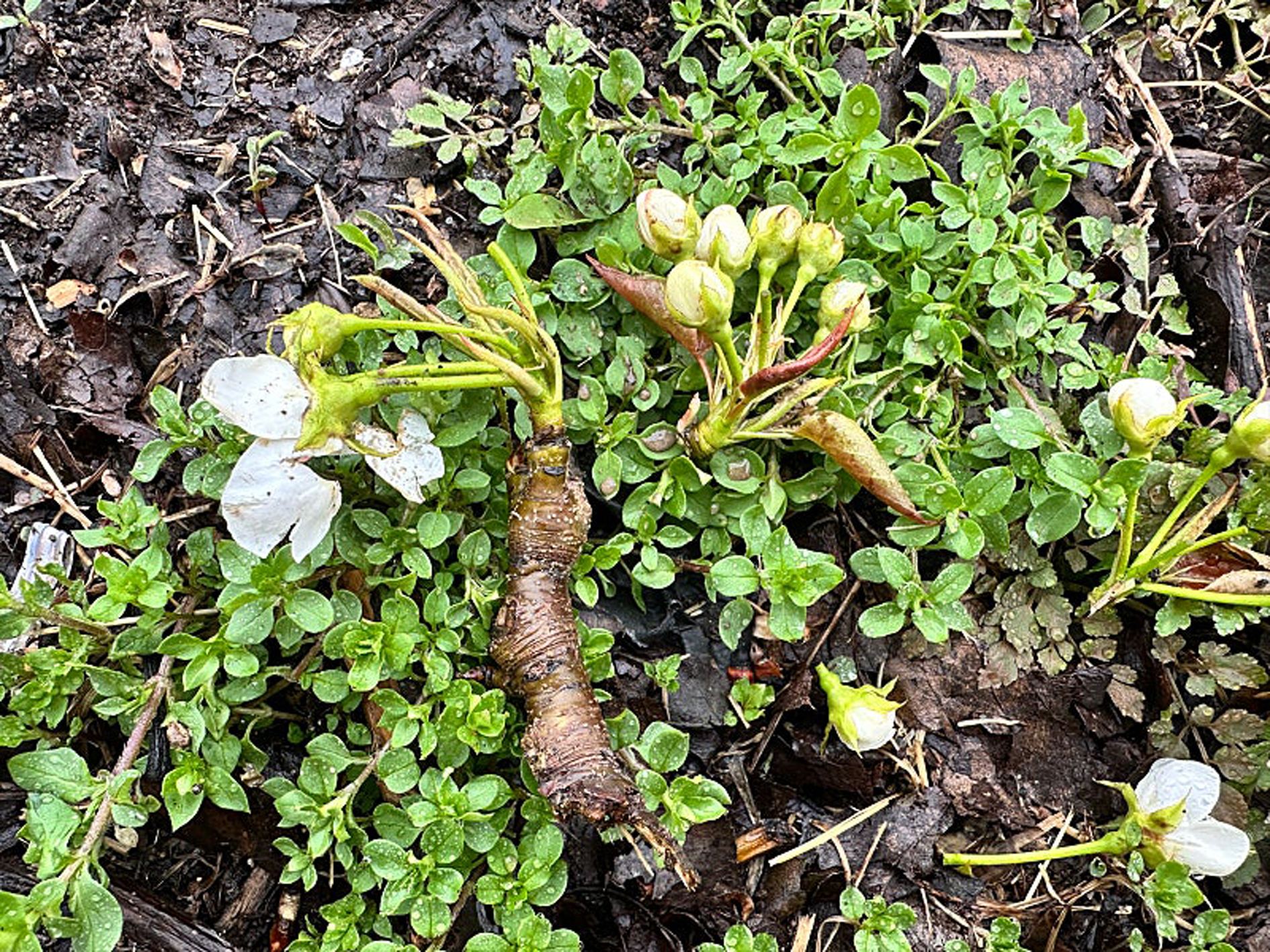 함평군 기상이변으로 인한 봄철 우박 피해 우려…신속한 현장 기술지원 실시