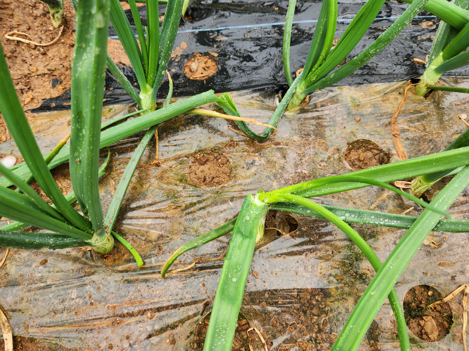 함평군 기상이변으로 인한 봄철 우박 피해 우려…신속한 현장 기술지원 실시