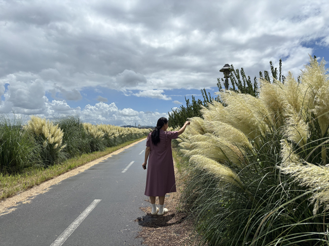 함평천 팜파스 꽃길, 여름 장관 이루며 힐링 명소로 부상