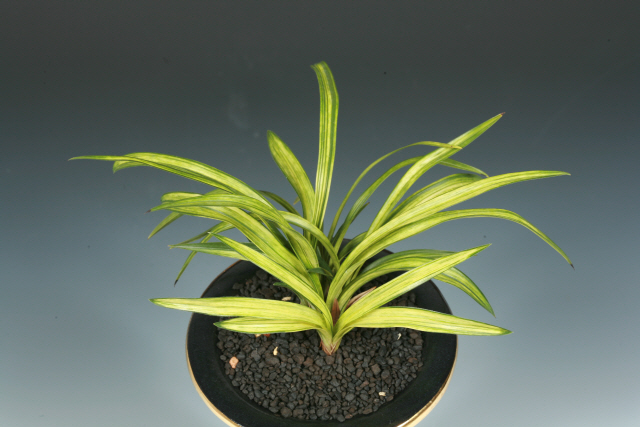 우수상(전남도의회의장상)-산반-최창식