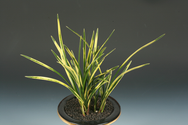 우수상(함평군의회의장상)-호피복륜-현중스님