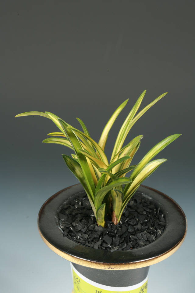 우수상(산림청장상)-산반중투-박소진